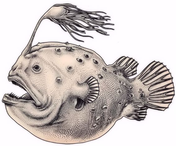 Himantolophus groenlandicus_0001.jpg